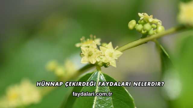 Hünnap Çekirdeği Faydaları Nelerdir?