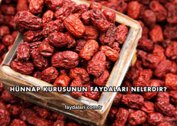 Hünnap Kurusunun Faydaları Nelerdir?