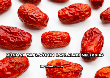 Hünnap Yaprağının Faydaları Nelerdir?