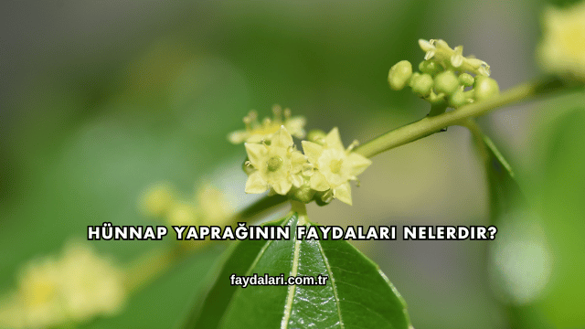 Hünnap Yaprağının Faydaları Nelerdir?