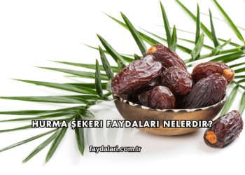Hurma Şekeri Faydaları Nelerdir?
