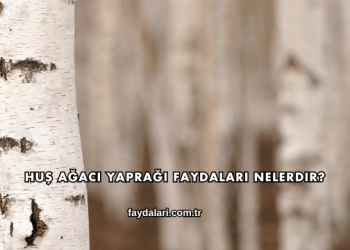 Huş Ağacı Yaprağı Faydaları Nelerdir?