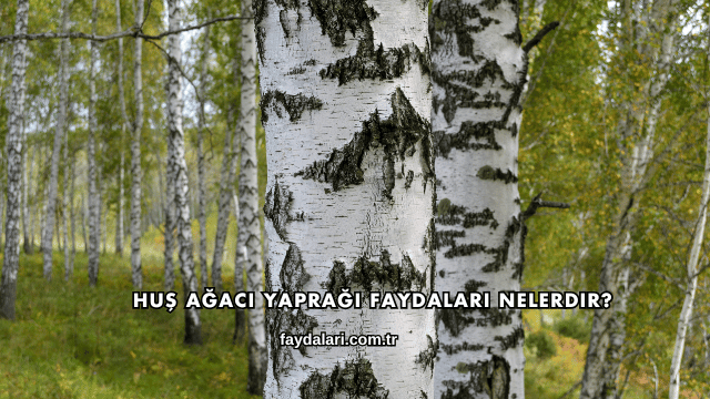 Huş Ağacı Yaprağı Faydaları Nelerdir?