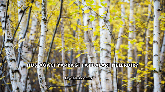 Huş Ağacı Yaprağı Faydaları Nelerdir?