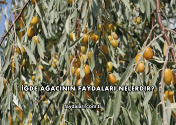 İğde Ağacının Faydaları Nelerdir?