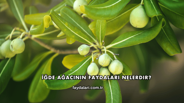 İğde Ağacının Faydaları Nelerdir?