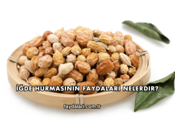 İğde Hurmasının Faydaları Nelerdir?
