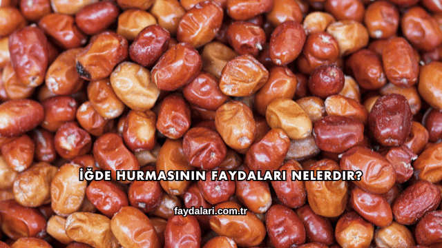 İğde Hurmasının Faydaları Nelerdir?