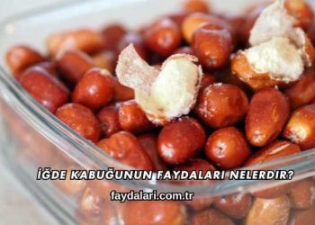 İğde Kabuğunun Faydaları Nelerdir?
