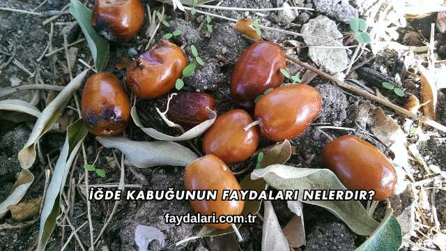 İğde Kabuğunun Faydaları Nelerdir?