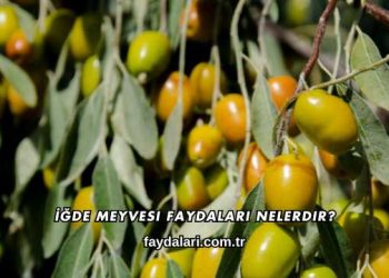 İğde Meyvesi Faydaları Nelerdir?