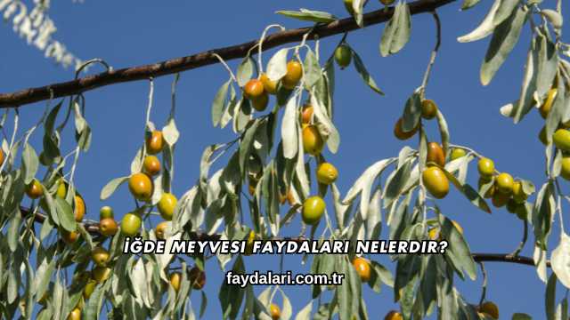 İğde Meyvesi Faydaları Nelerdir?