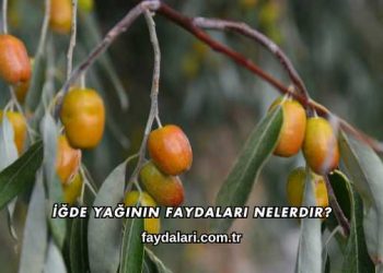 İğde Yağının Faydaları Nelerdir?