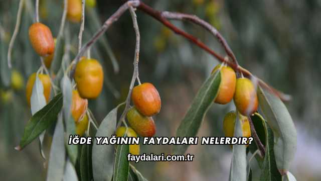 İğde Yağının Faydaları Nelerdir?