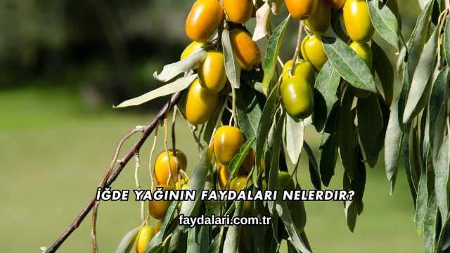 İğde Yağının Faydaları Nelerdir?