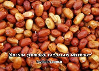 İğdenin Çekirdeği Faydaları Nelerdir?