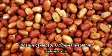 İğdenin Çekirdeği Faydaları Nelerdir?