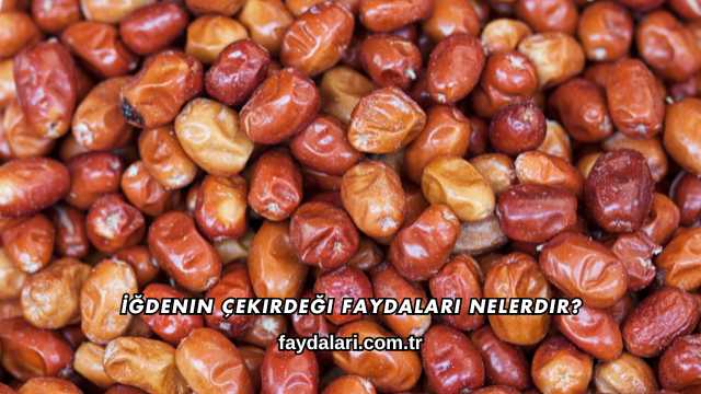 İğdenin Çekirdeği Faydaları Nelerdir?