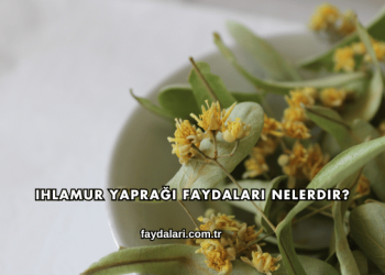 Ihlamur Yaprağı Faydaları Nelerdir?