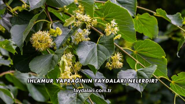 Ihlamur Yaprağının Faydaları Nelerdir?