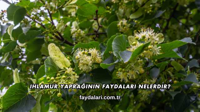 Ihlamur Yaprağının Faydaları Nelerdir?