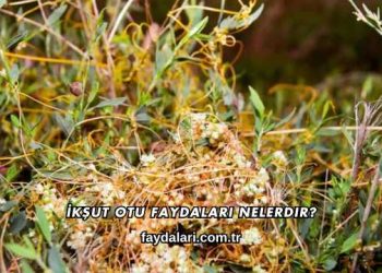 İkşut Otu Faydaları Nelerdir?