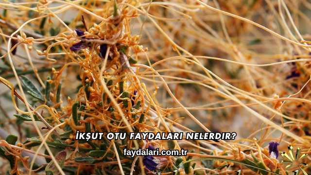 İkşut Otu Faydaları Nelerdir?