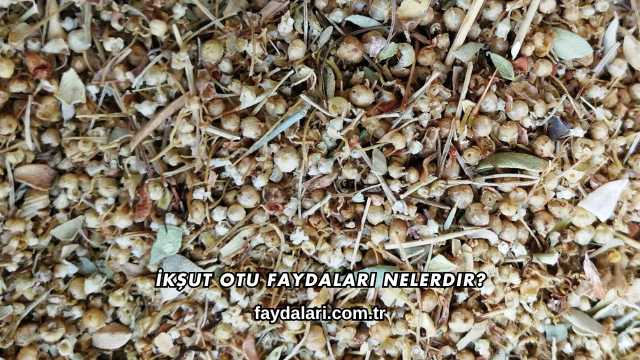 İkşut Otu Faydaları Nelerdir?