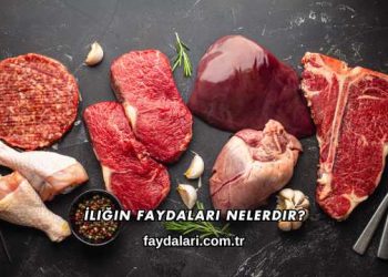 İliğin Faydaları Nelerdir?