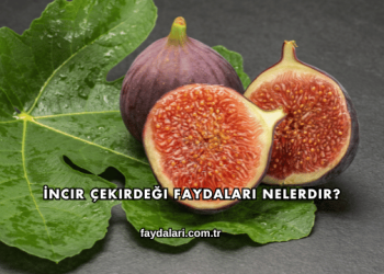 İncir Çekirdeği Faydaları Nelerdir?