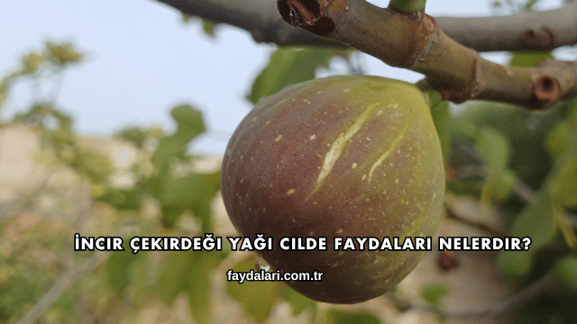 İncir Çekirdeği Yağı Cilde Faydaları Nelerdir?