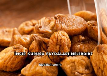 İncir Kurusu Faydaları Nelerdir?