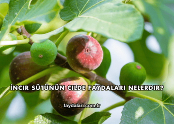 İncir Sütünün Cilde Faydaları Nelerdir?