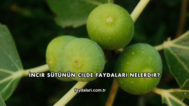 İncir Sütünün Cilde Faydaları Nelerdir?