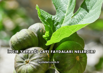 İncir Yaprağı Çayı Faydaları Nelerdir?