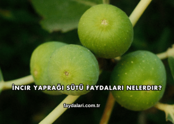 İncir Yaprağı Sütü Faydaları Nelerdir?