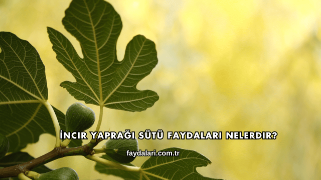 İncir Yaprağı Sütü Faydaları Nelerdir?