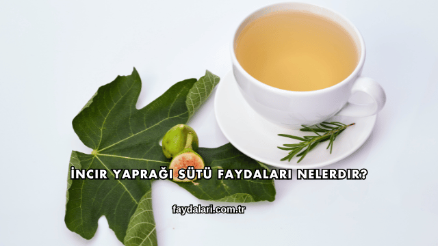 İncir Yaprağı Sütü Faydaları Nelerdir?