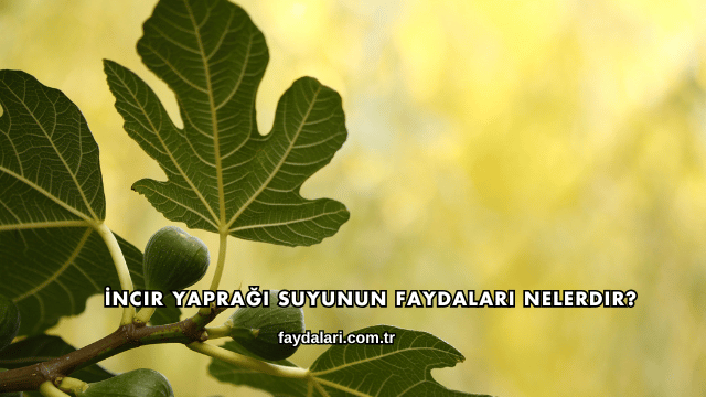 İncir Yaprağı Suyunun Faydaları Nelerdir?