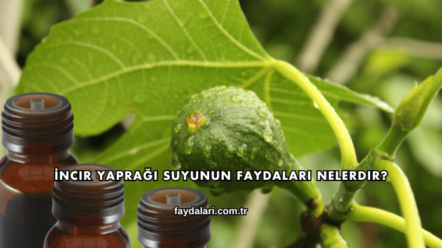 İncir Yaprağı Suyunun Faydaları Nelerdir?