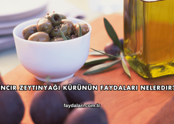 İncir Zeytinyağı Kürünün Faydaları Nelerdir?