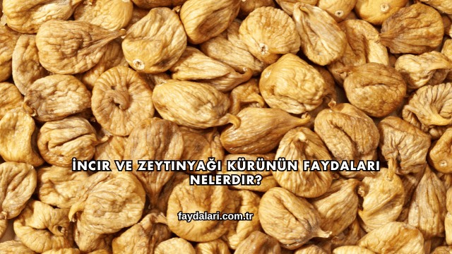 İncir ve Zeytinyağı Kürünün Faydaları Nelerdir?