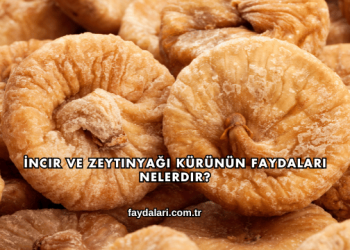 İncir ve Zeytinyağı Kürünün Faydaları Nelerdir?