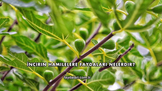 İncirin Hamilelere Faydaları Nelerdir?
