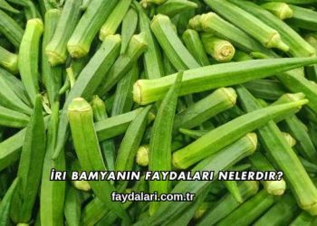 İri Bamyanın Faydaları Nelerdir?