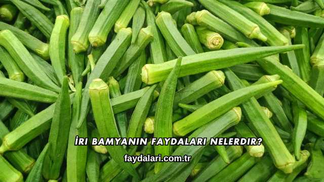 İri Bamyanın Faydaları Nelerdir?