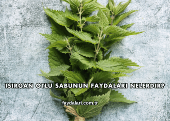 Isırgan Otlu Sabunun Faydaları Nelerdir?