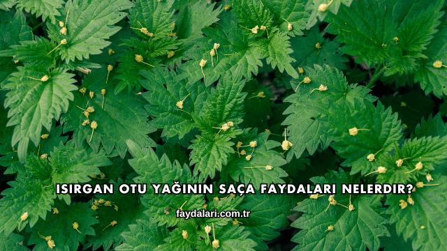 Isırgan Otu Yağının Saça Faydaları Nelerdir?