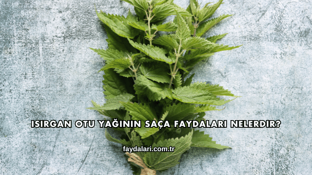 Isırgan Otu Yağının Saça Faydaları Nelerdir?