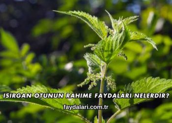 Isırgan Otunun Rahime Faydaları Nelerdir?
